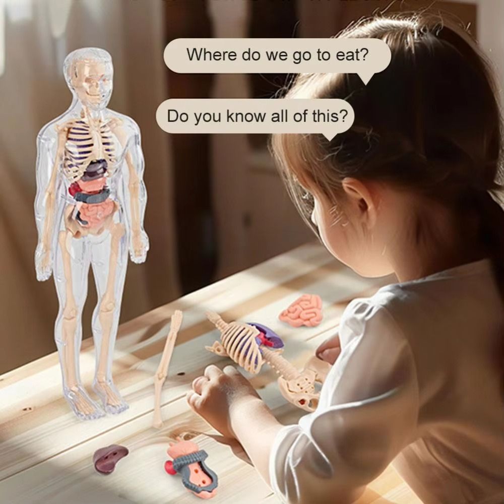 Plastics 3d Human Torso Model  - огляд і ціна Science Nature