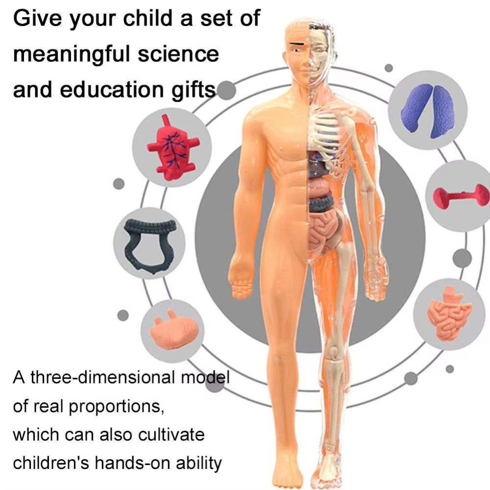 Plastics 3d Human Torso Model  - огляд і ціна Science Nature