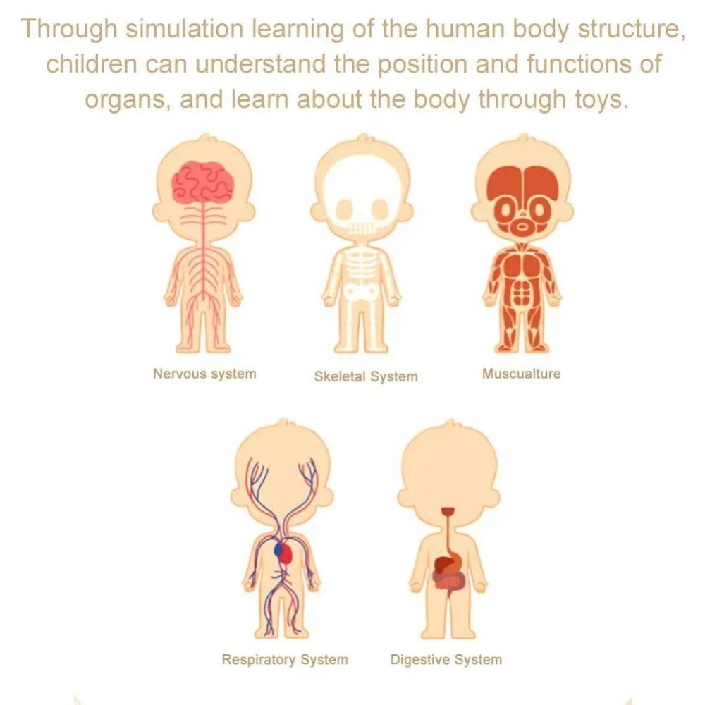 Plastics 3d Human Torso Model  - огляд і ціна Science Nature