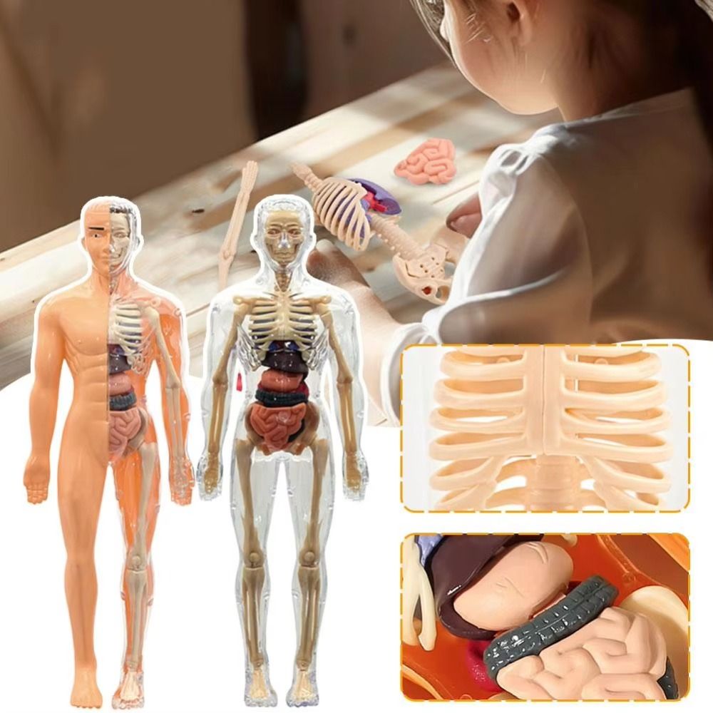 Plastics 3d Human Torso Model  - огляд і ціна Science Nature